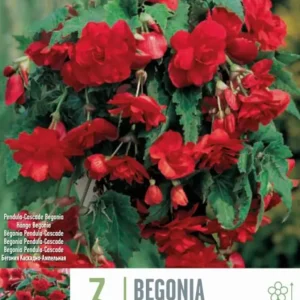 Bulbos Begonia Pendula Cascade Rojo 3uds con Alto Rendimiento
