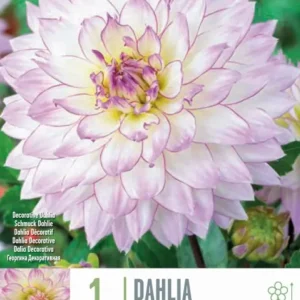 Bulbos de Dahlia 'Crazy Love' con Alto Rendimiento