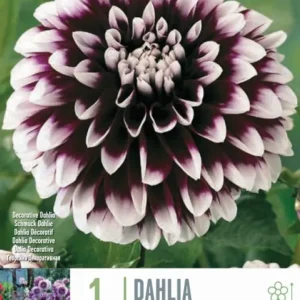 Bulbos de Dahlia 'Ediburgh' Resistentes Sequí