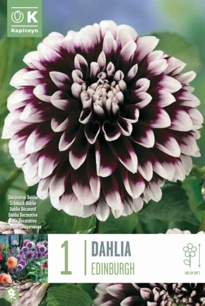 Bulbos de Dahlia 'Ediburgh' Resistentes Sequí