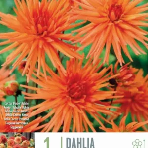 Bulbos de Dahlia 'Park Record' Resistentes Sequí