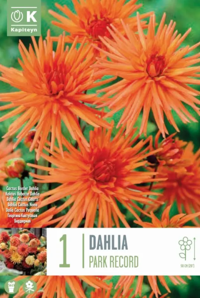 Bulbos de Dahlia 'Park Record' Resistentes Sequí