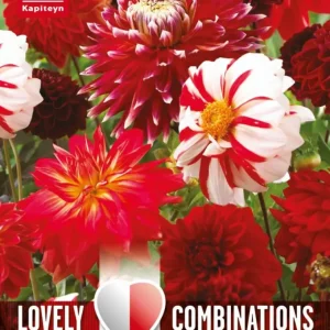 Bulbos de Dahlia 'Red and nieve Shades'