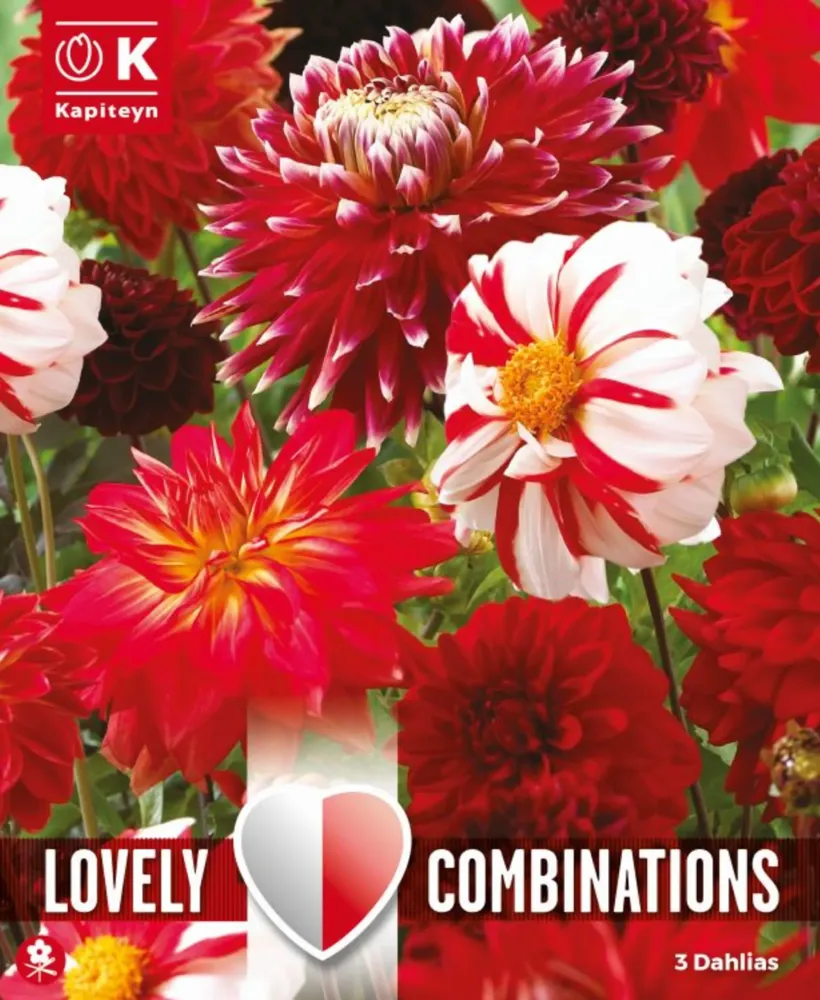 Bulbos de Dahlia 'Red and nieve Shades' con Instrucciones de Cultivo
