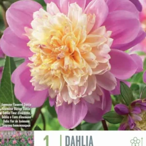 Bulbos de Dahlia 'Take Off' de Temporada de Primavera