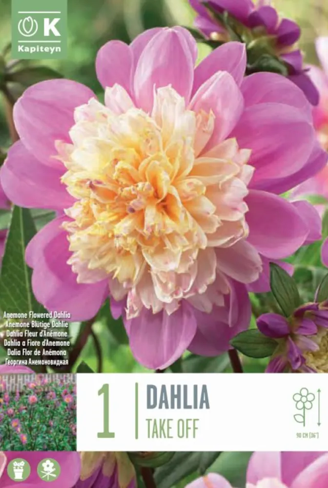 Bulbos de Dahlia 'Take Off' de Temporada de Primavera