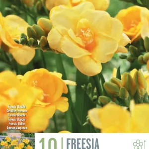 Bulbos de Freesia doble amarilla con Alto Rendimiento
