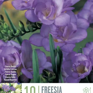 Bulbos de Freesia doble azul con Garantí de Germinación