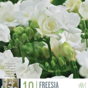 Bulbos de Freesia doble blanca | No Transgénicas |