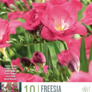 Bulbos de Freesia doble rosa de Crecimiento Rápido