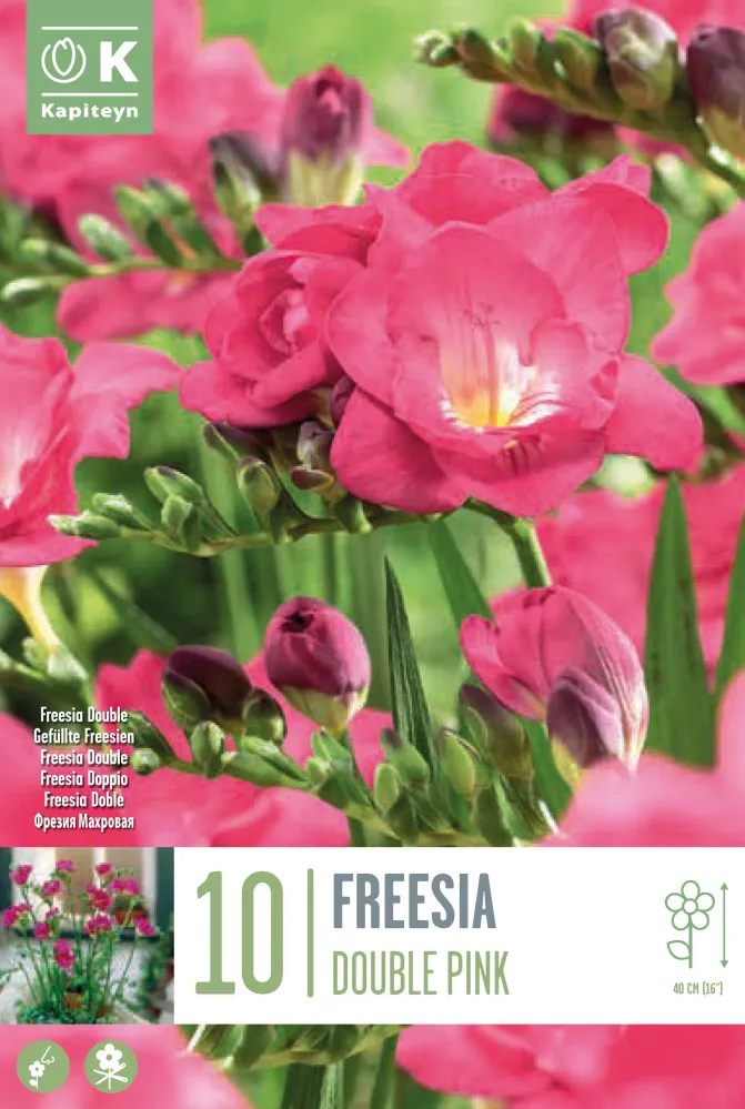 Bulbos de Freesia doble rosa de Crecimiento Rápido