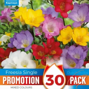 Bulbos de Freesia fácil mix colores Certificadas Ecológicas