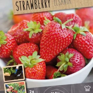 Bulbos fresas elsanta2uds Certificadas Ecológicas