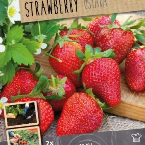 Bulbos fresas ostara 2uds | No Transgénicas |