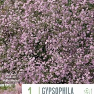 Bulbos Gypsophila Paniculata Festival Rosa 1ud con Instrucciones de Cultivo
