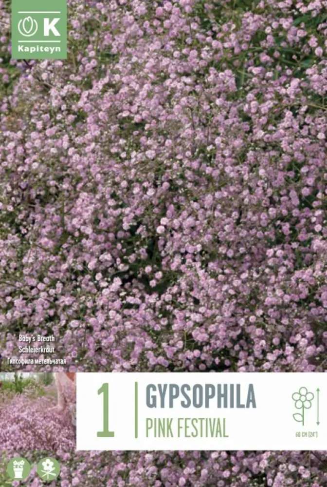 Bulbos Gypsophila Paniculata Festival Rosa 1ud con Instrucciones de Cultivo