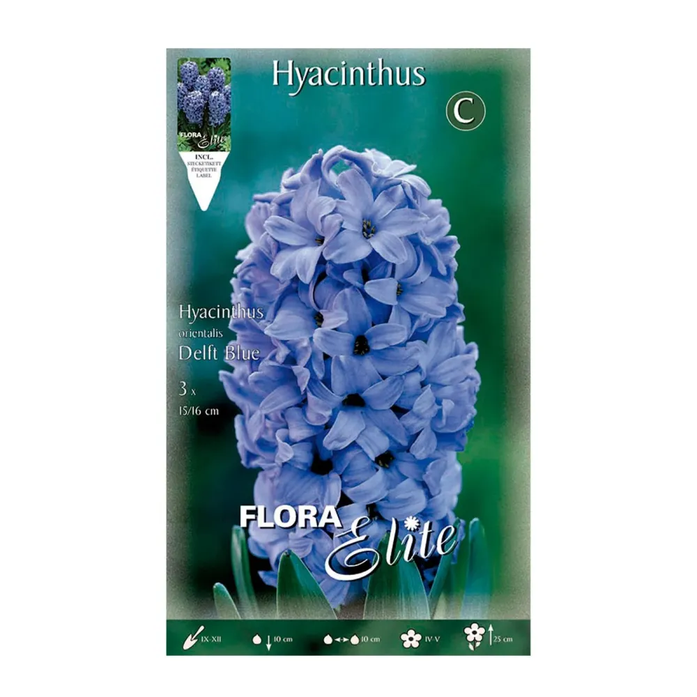 Bulbos Jacinto azul 3 uds en Sobre de 50 Semillas