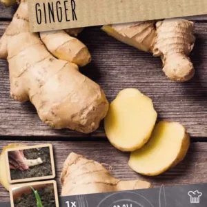 Bulbos jengibre officinale 2uds con Garantí de Germinación