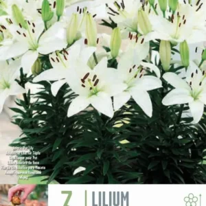 Bulbos Lilium Blanco 3uds Certificadas Ecológicas