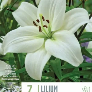 Bulbos Lilium Navona Blanco 3uds Listas para Plantar