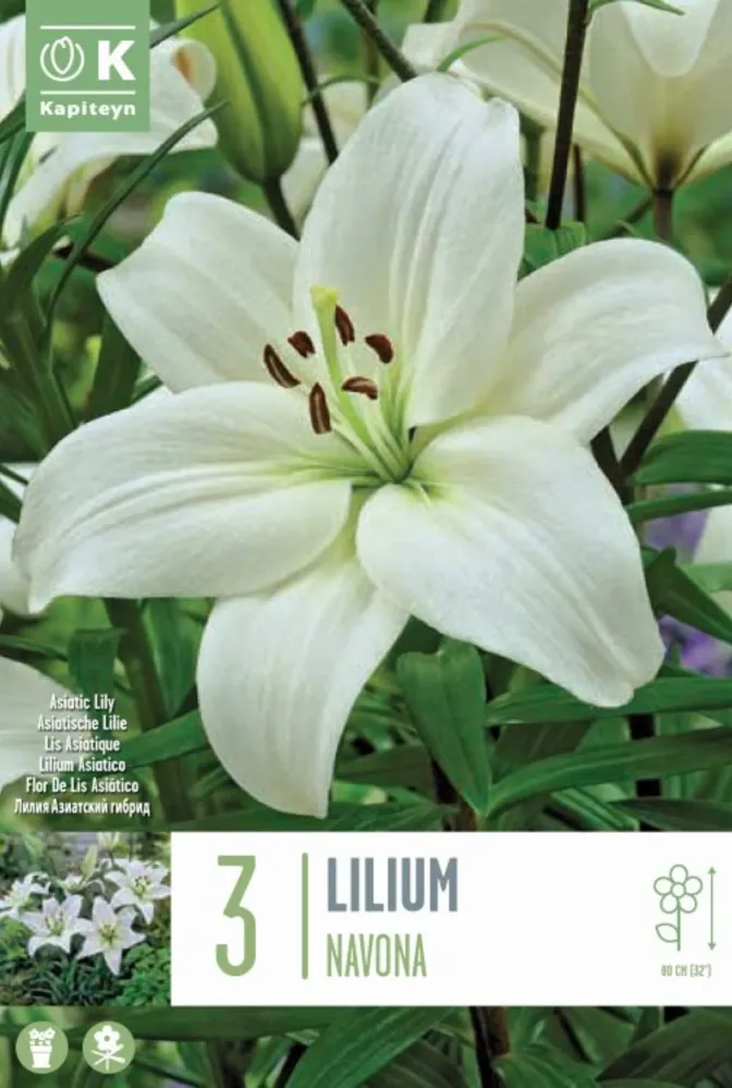 Bulbos Lilium Navona Blanco 3uds Listas para Plantar