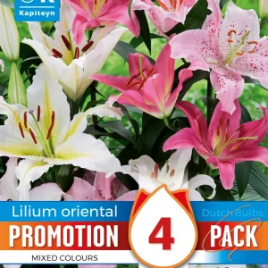 Bulbos Lilium Oriental Mix Colores 4uds para Sembrar en Maceta