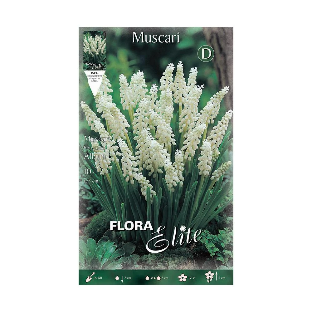 Bulbos Muscaris blanco 10 uds Resistentes Sequí