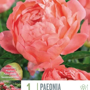 Bulbos de Paeonia 'Coral Sunset" Listas para Plantar
