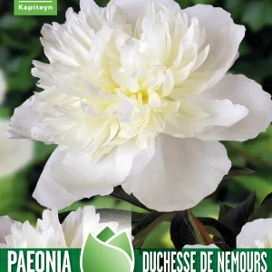 Bulbos de Paeonia 'Duchesse de Nemours' con Alto Rendimiento