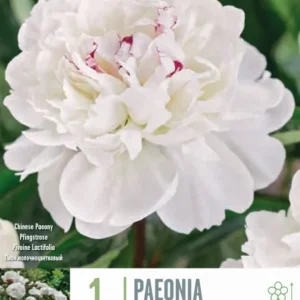 Bulbos de Paeonia 'Festiva Maxima' Certificadas Ecológicas