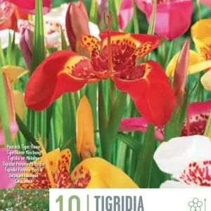 Bulbos Tigridia Pavonia Mix Colores 10uds Listas para Plantar