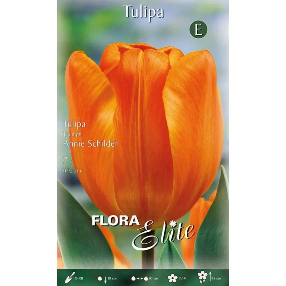 Bulbos Tulipán naranja 7 uds | No Transgénicas |