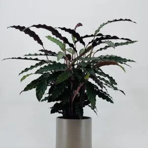 CALATHEA MEZCLADO M19
