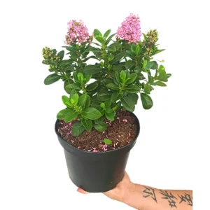 Escallonia Laevis Fucsia Elle M25 de Temporada de Primavera