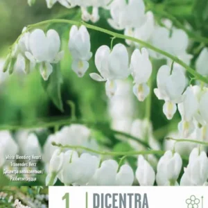 Esquejes de Bulbos Dicentra spectabilis alba 1ud