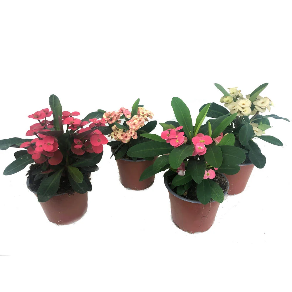 Euphorbia Millii M13 (corona De Cristo) Variedad Heirloom