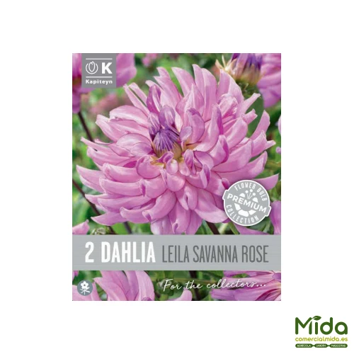 Kapiteyn Bulbos de DAHLIA CACTUS ROSA DE LA SABANA "LEILA SAVANNAH ROSE" para Zona de Sombra
