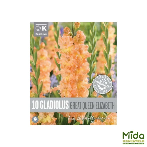 Kapiteyn Bulbos de GLADIOLOS GREAT QUEEN ELIZABETH "Gran Reina Isabel" - Listo para Plantar