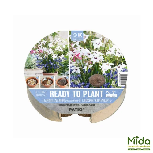 Kapiteyn Bulbos Listos para Plantar Gladiolo Callianthus - Triteleia ‘Reina Fabiola’ Listas para Plantar