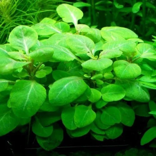 Lobelia cardinalis "Mini" Certificadas Ecológicas