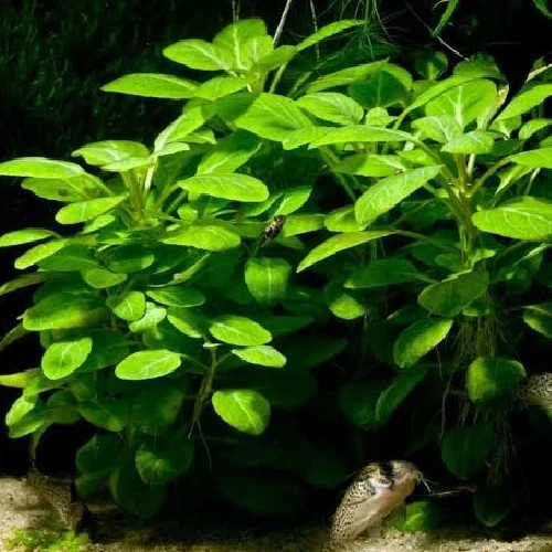 Lobelia cardinalis "Mini" Certificadas Ecológicas