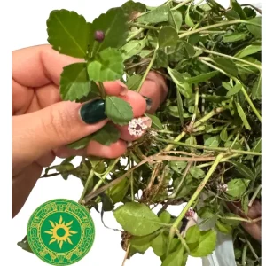 Mazo de Quita Maldicion de Babalawo Foforito para Zona de Sombra