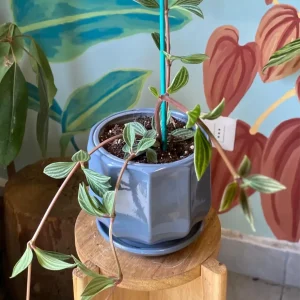 Peperomia Puteolata S Resistentes Sequí