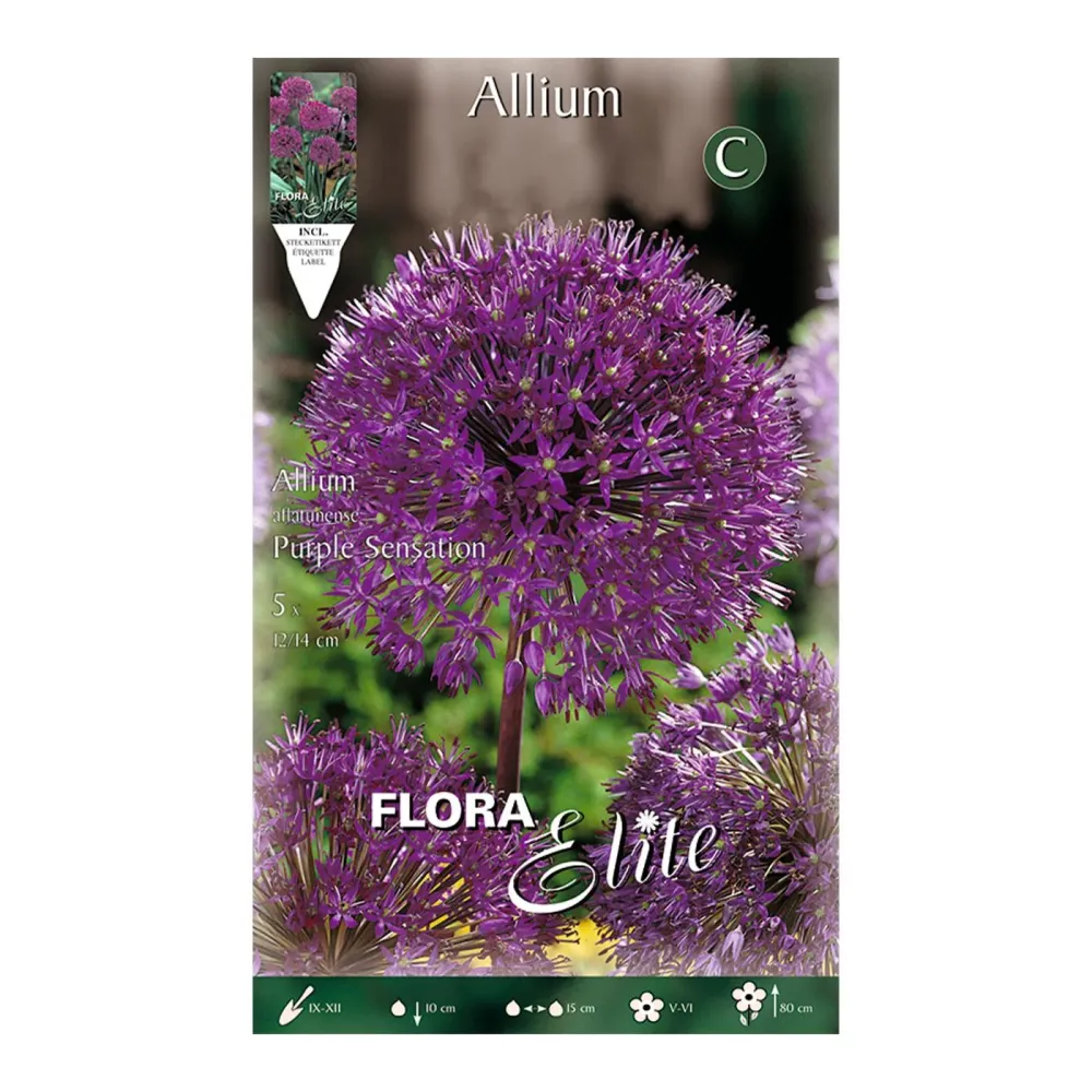 Plántula de Bulbos Allium aflatunense púrpura 5 uds