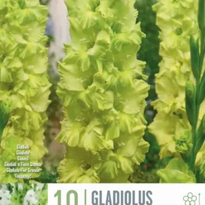 Plántula de Bulbos Gladiolo Greenstar 1ud