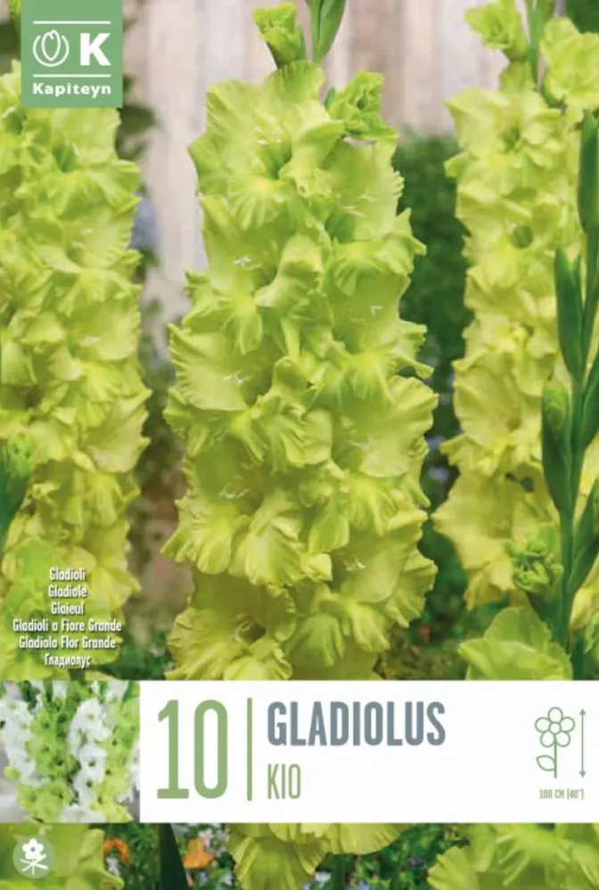 Plántula de Bulbos Gladiolo Greenstar 1ud