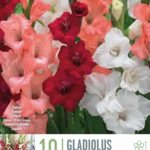 Plántula de Bulbos Gladiolo Romantic Mix Colores 10uds