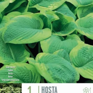 Plántula de Bulbos Hosta Frances Williams 1ud