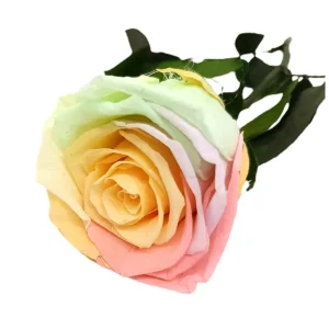 Plántula de Mundo Eterno Rosa Preservada Arcoíris Pastel 35cm