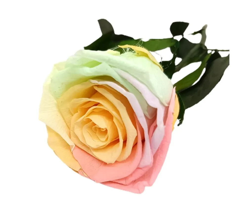 Plántula de Mundo Eterno Rosa Preservada Arcoíris Pastel 35cm
